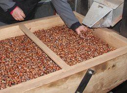 Cumhurbaşkanı Erdoğan fındık alım fiyatlarını açıkladı