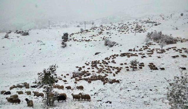 Erzincan’da kar nedeniyle koyun sürüleri yaylada mahsur kaldı