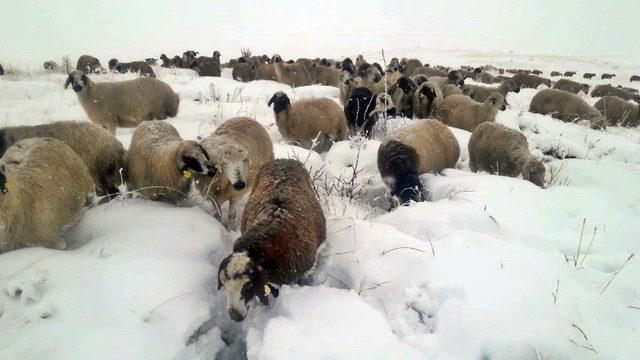 Erzincan’da kar nedeniyle koyun sürüleri yaylada mahsur kaldı