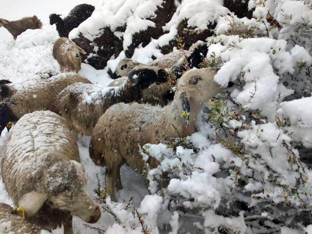 Erzincan’da kar nedeniyle koyun sürüleri yaylada mahsur kaldı