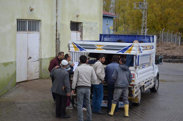 Adilcevaz’da genç çiftçilere büyük ve küçükbaş hayvanlar verildi