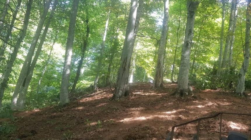 80 hektarlık alanda gen&ccedil;leştirme &ccedil;alışması