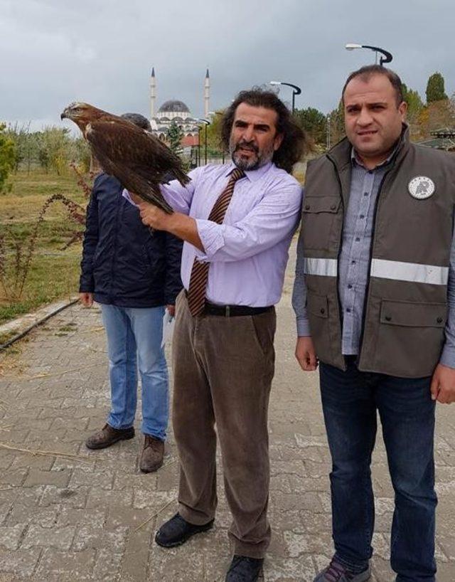 Tedavisi tamamlanan Kızıl Şahin yaşam alanına bırakıldı