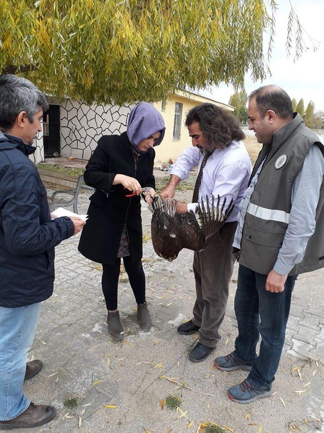 Tedavisi tamamlanan Kızıl Şahin yaşam alanına bırakıldı