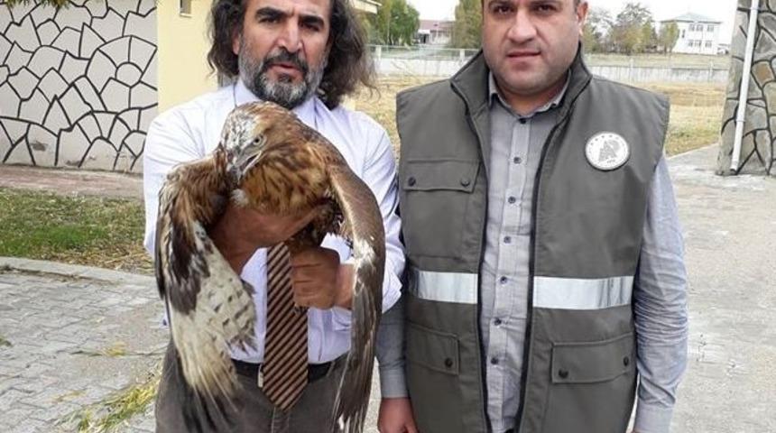 Tedavisi tamamlanan Kızıl Şahin yaşam alanına bırakıldı