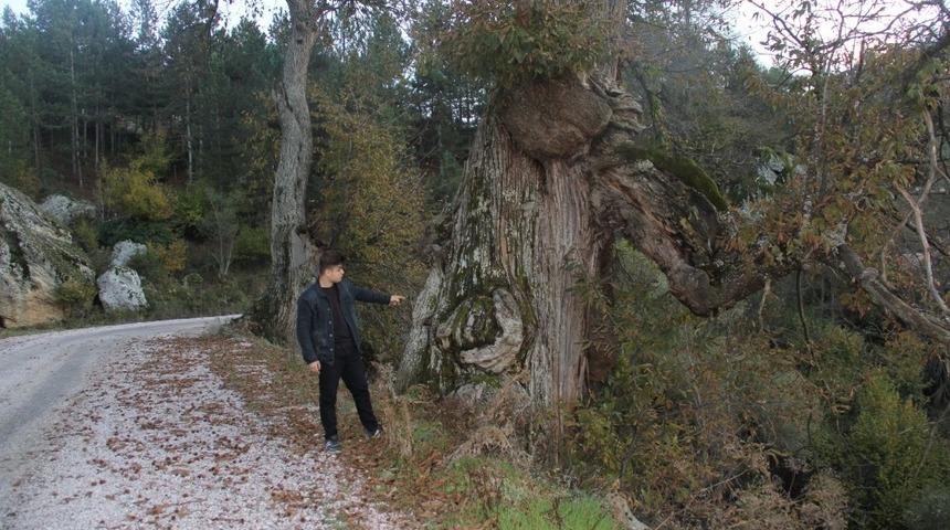 Asırlık kestane ağaçları korunmayı bekliyor