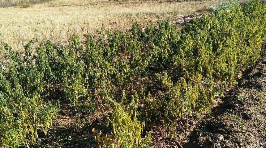 Erken yağan kırağı sebzeyi vurdu