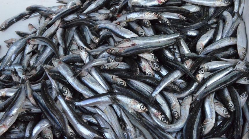 Palamut tahtını hamsiye bırakıyor