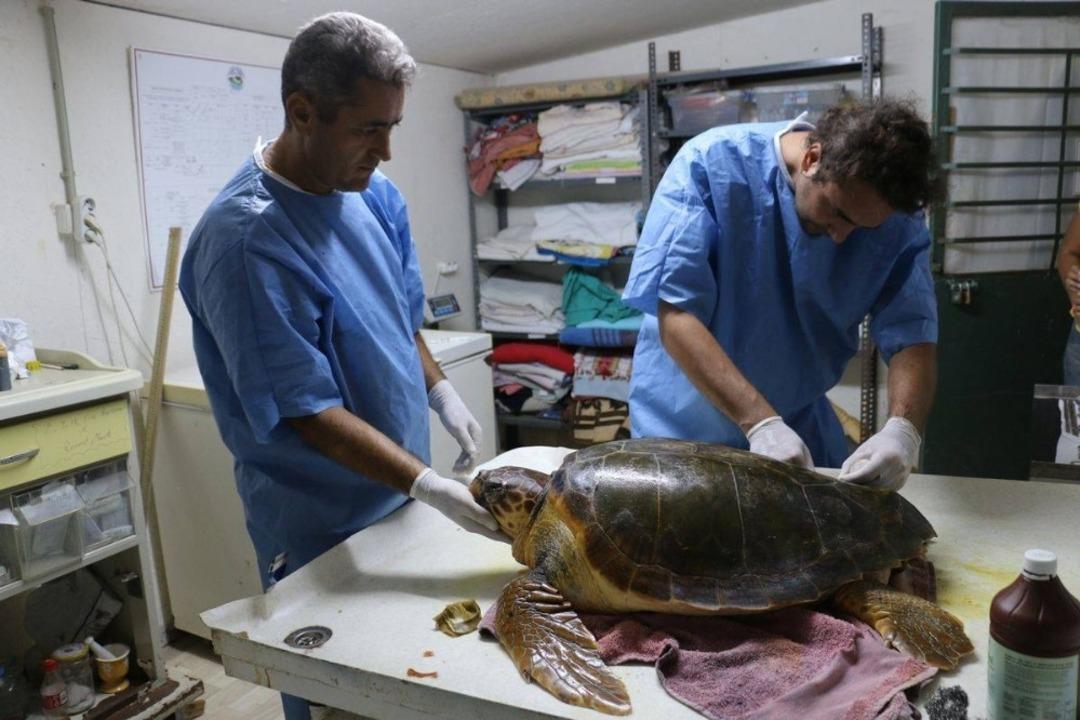 Deniz Kaplumbağaları Araştırma Merkezi&rsquo;nin kapanacağı iddiası