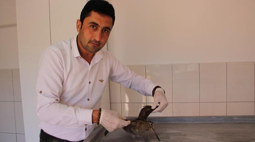 Tedavisi yapılan &ccedil;ulluk doğaya bırakıldı