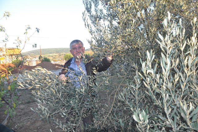 Kazdağları'nda zeytin sineği ürünlerin yüzde 80'ine zarar verdi