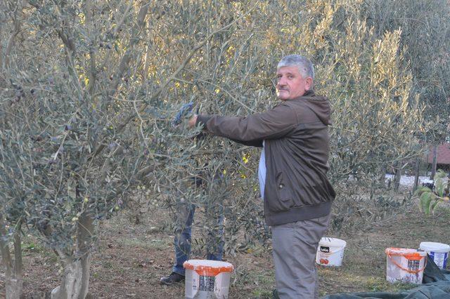 Kazdağları'nda zeytin sineği ürünlerin yüzde 80'ine zarar verdi