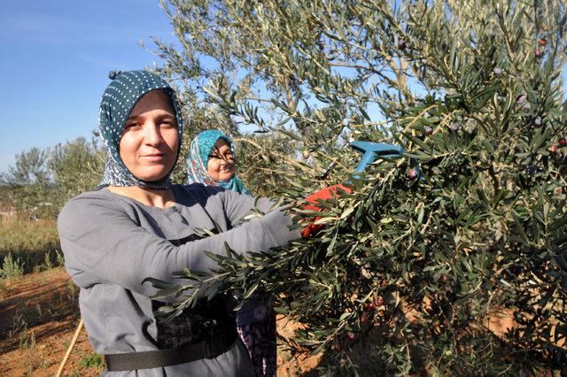Kazdağları'nda zeytin sineği ürünlerin yüzde 80'ine zarar verdi