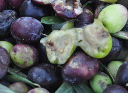 Kazdağları'nda zeytin sineği ürünlerin yüzde 80'ine zarar verdi