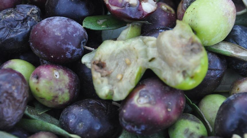 Kazdağları'nda zeytin sineği ürünlerin yüzde 80'ine zarar verdi