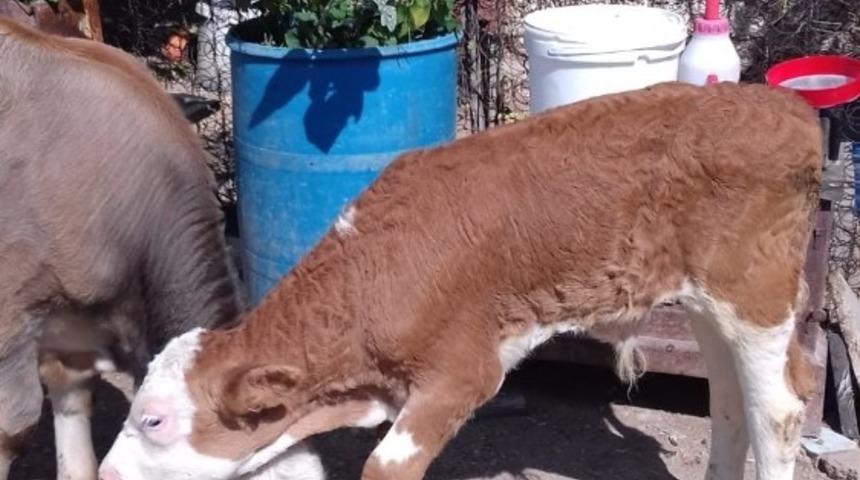 Buzağıları &ccedil;alan ş&uuml;pheli yakalandı