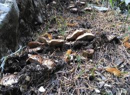 Adana'da sedir mantarını hem satıyor, hem de tüketiyorlar