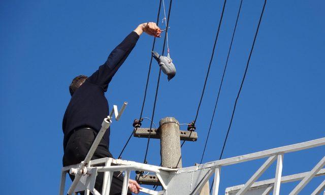 Elektrik telindeki ipe dolanan güvercin kurtarıldı