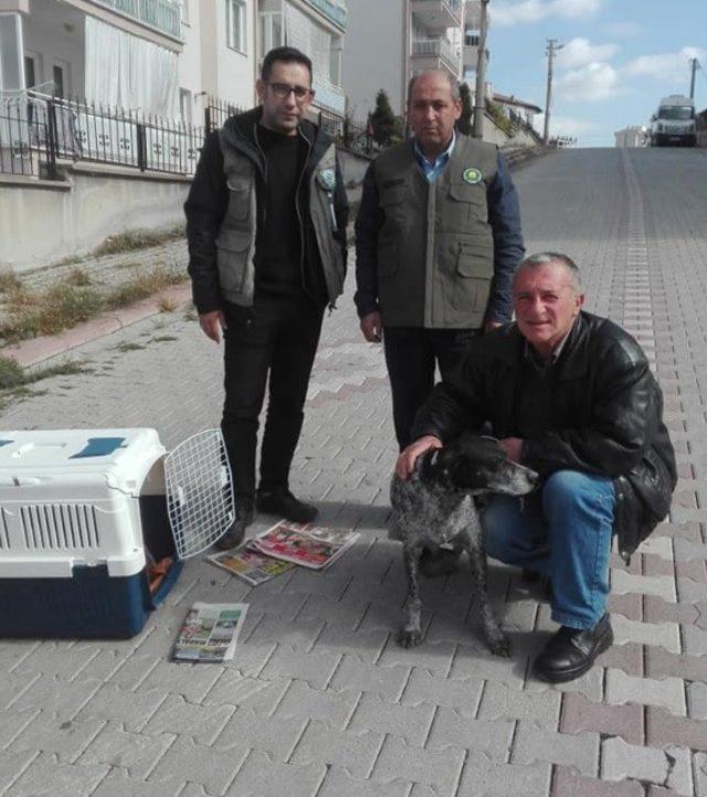 Boynunda tümör bulunan köpek tedaviye götürüldü