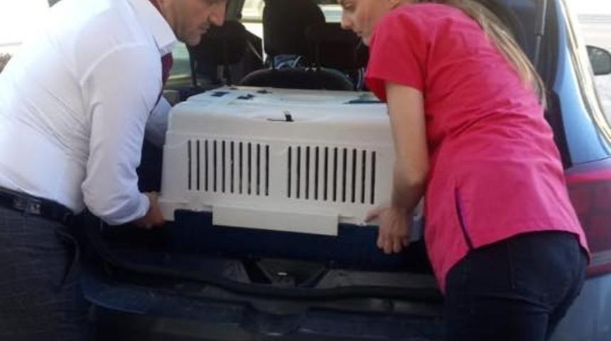 Boynunda t&uuml;m&ouml;r bulunan k&ouml;pek tedaviye g&ouml;t&uuml;r&uuml;ld&uuml;