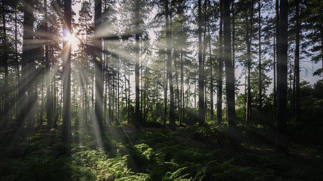 Ormanların nasıl korunduğu ne kadar karbon stokladıkları üzerinde büyük bir etki yapıyor.
