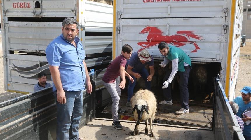 39 gen&ccedil; &ccedil;ift&ccedil;iye bin 404 k&uuml;&ccedil;&uuml;kbaş hayvan dağıtıldı