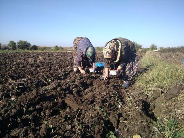 Arpacık soğan toprağa ekildi