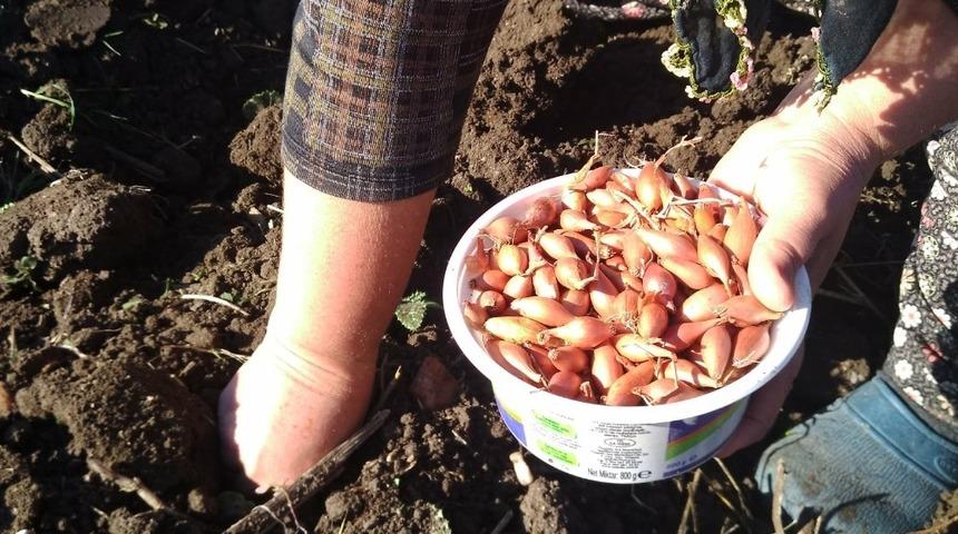 Arpacık soğan toprağa ekildi
