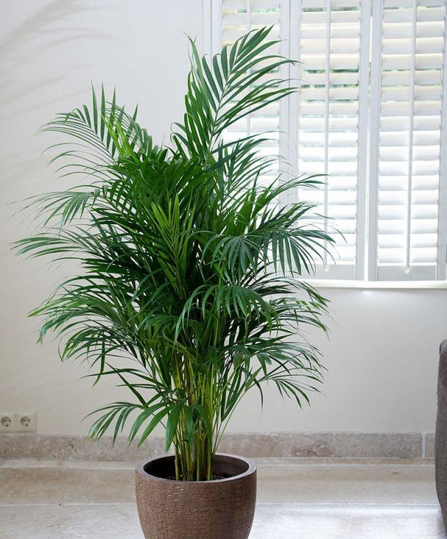 Areca palmiyesi