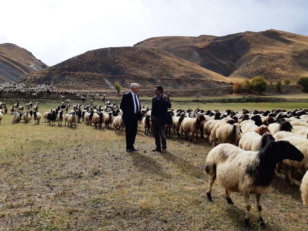 Norduz koyunu yetiştiricilerine destek