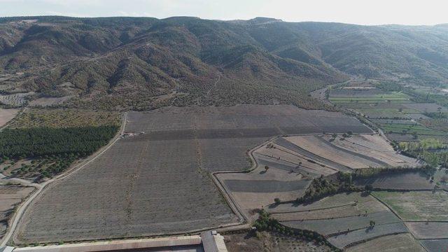 Amasya İl Özel İdaresi 3 bin ceviz fidanı dikti