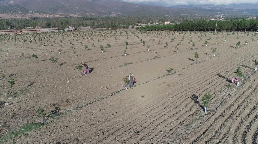 Amasya İl &Ouml;zel İdaresi 3 bin ceviz fidanı dikti