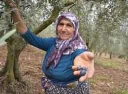 Zeytinciler taban fiyatlarının 10 kuruş arttırılmasına tepki gösterdi