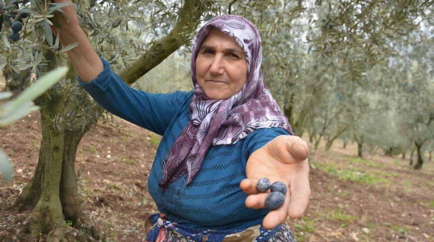 Zeytinciler taban fiyatlarının 10 kuruş arttırılmasına tepki gösterdi