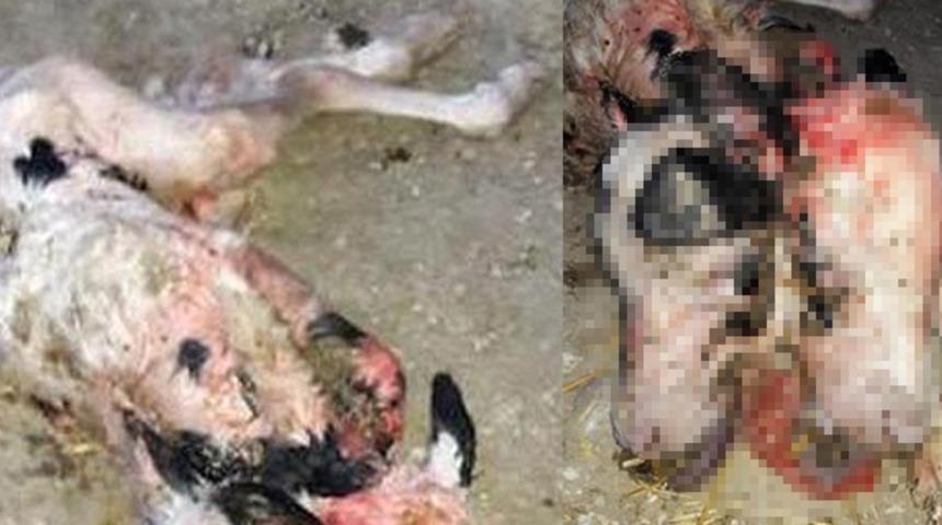 Osmaniye'de çift başlı doğan buzağı 10 dakika hayatta kaldı