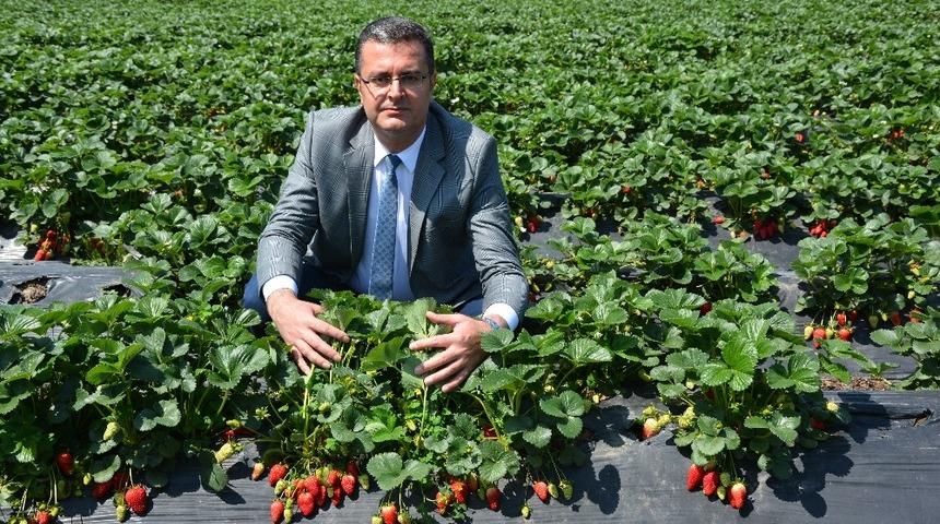 Ordu&rsquo;da &ccedil;ilek &uuml;retimi canlandı