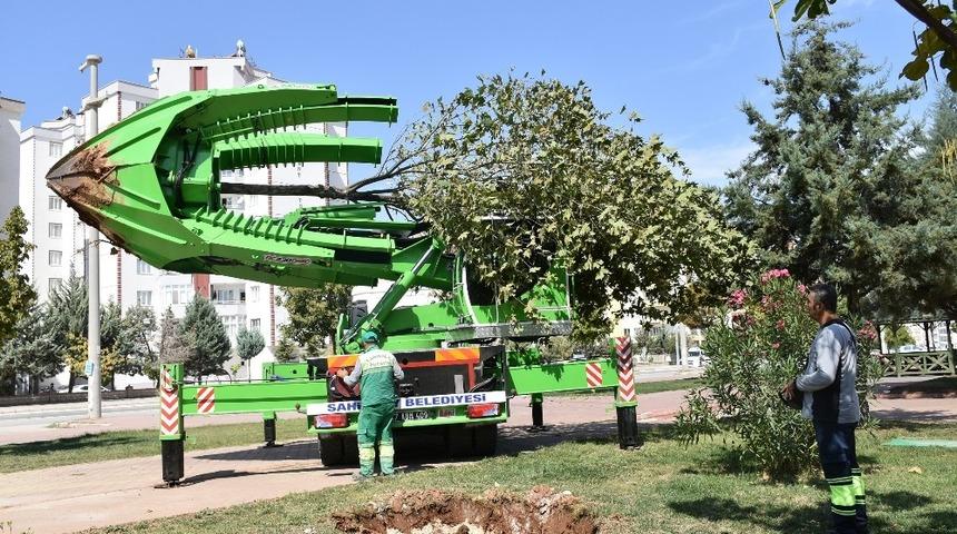 Şahinbey’de ağaçlar kesilmeden taşınıyor
