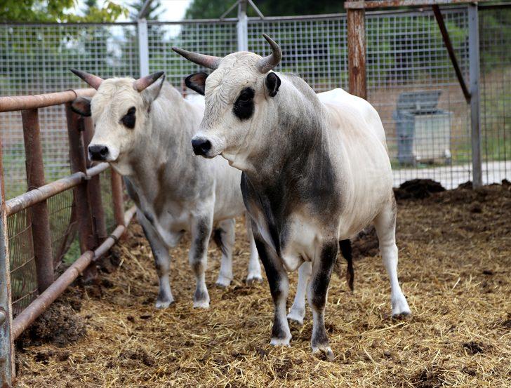 Boz sığır klon sürüsü çoğalıyor! G1