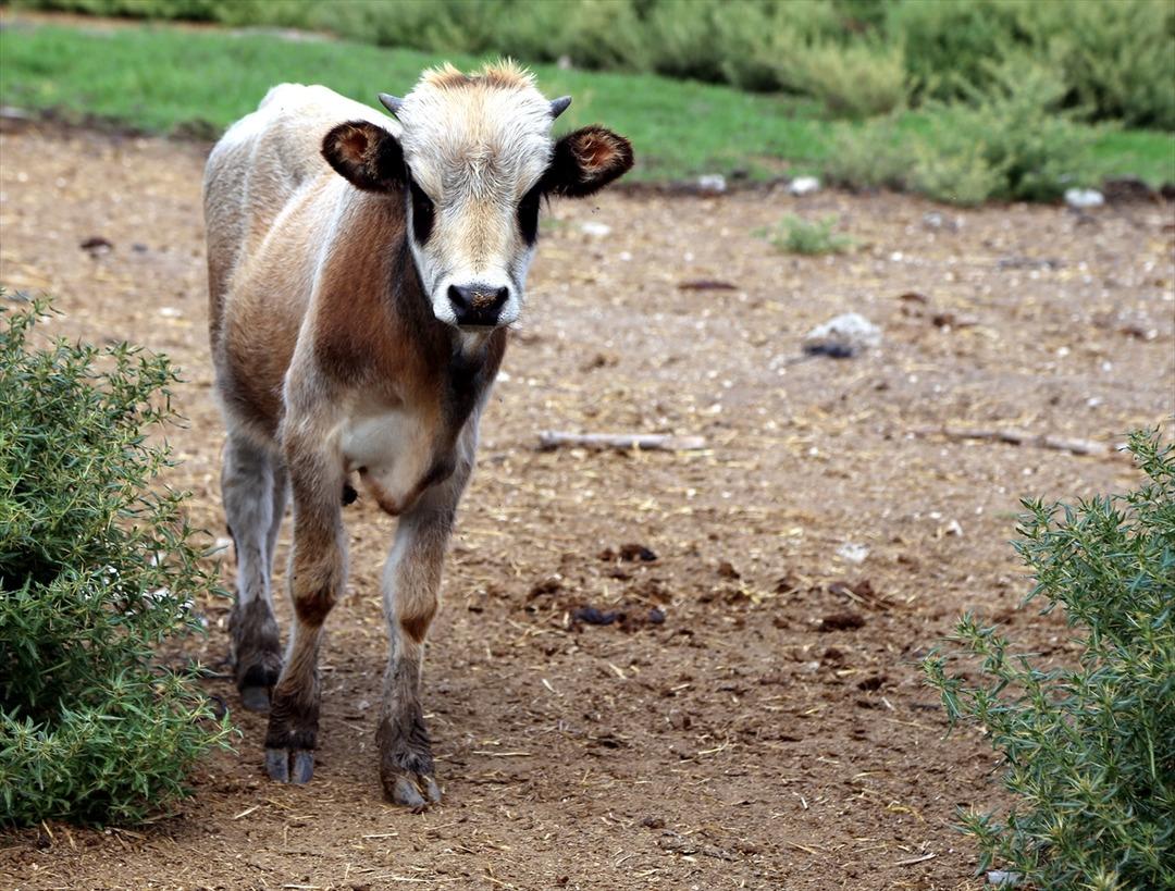 Boz sığır klon s&uuml;r&uuml;s&uuml; &ccedil;oğalıyor!