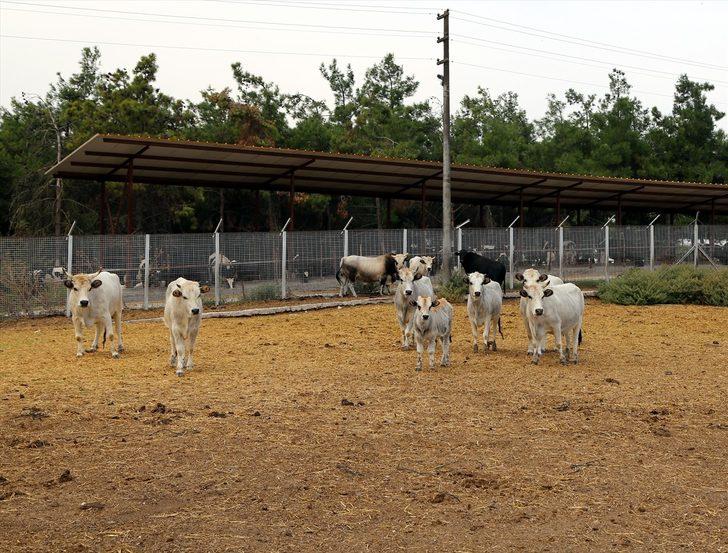 Boz sığır klon sürüsü çoğalıyor! G3