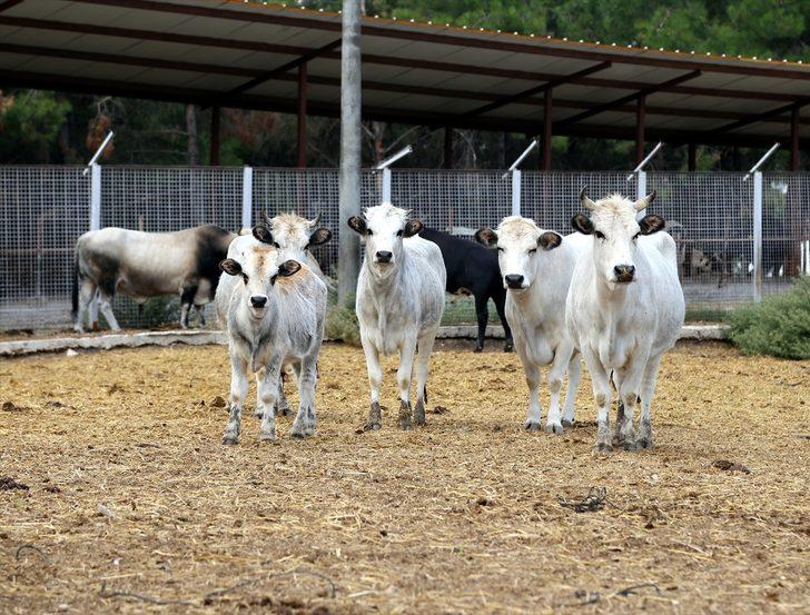 Boz sığır klon sürüsü çoğalıyor! G4