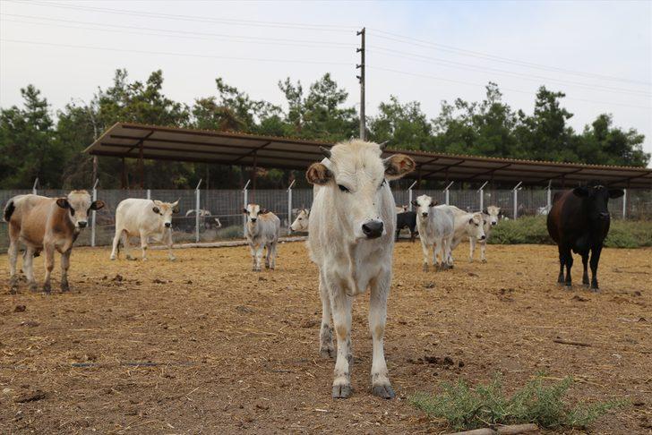 Boz sığır klon sürüsü çoğalıyor! G5