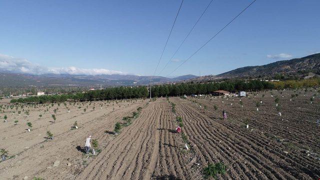 Ceviz ithalatının azaltılması için 3 bin fidan dikildi