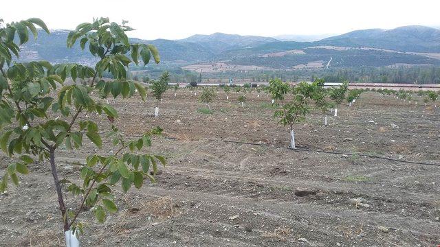 Ceviz ithalatının azaltılması için 3 bin fidan dikildi