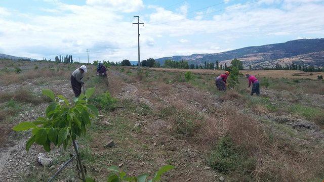 Ceviz ithalatının azaltılması için 3 bin fidan dikildi