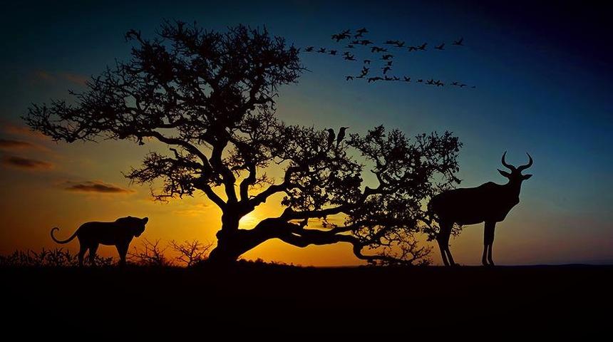 İnsanlık 44 yılda hayvanların y&uuml;zde 60'ını yok etti