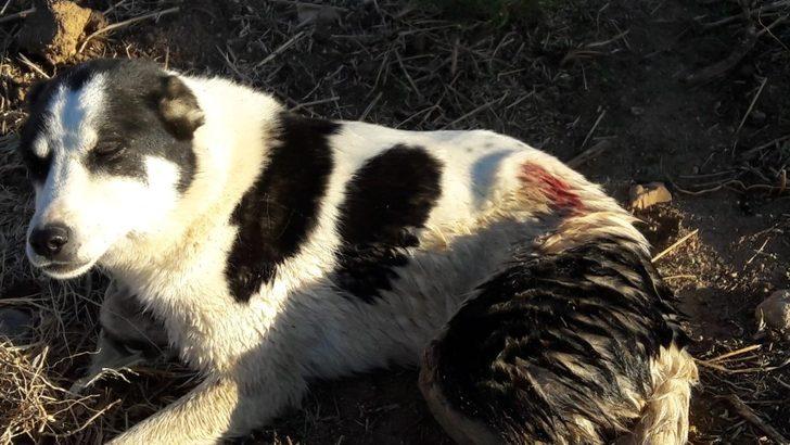 Tüfekle vurulan köpek sulama kanalında mahsur kaldı G2