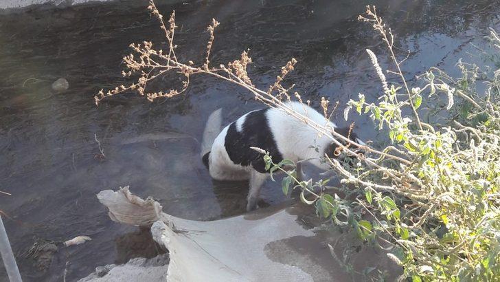 Tüfekle vurulan köpek sulama kanalında mahsur kaldı G3