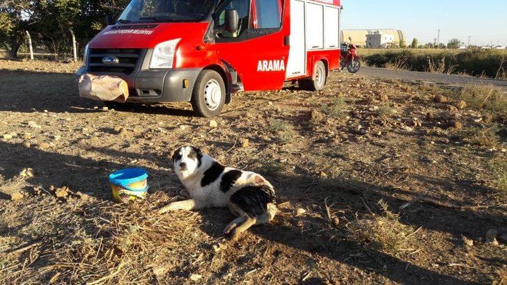 Tüfekle vurulan köpek sulama kanalında mahsur kaldı G4