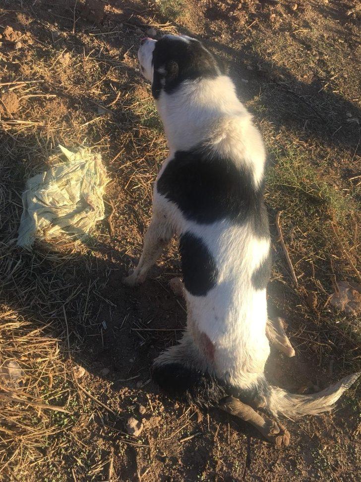 Tüfekle vurulan köpek sulama kanalında mahsur kaldı G5